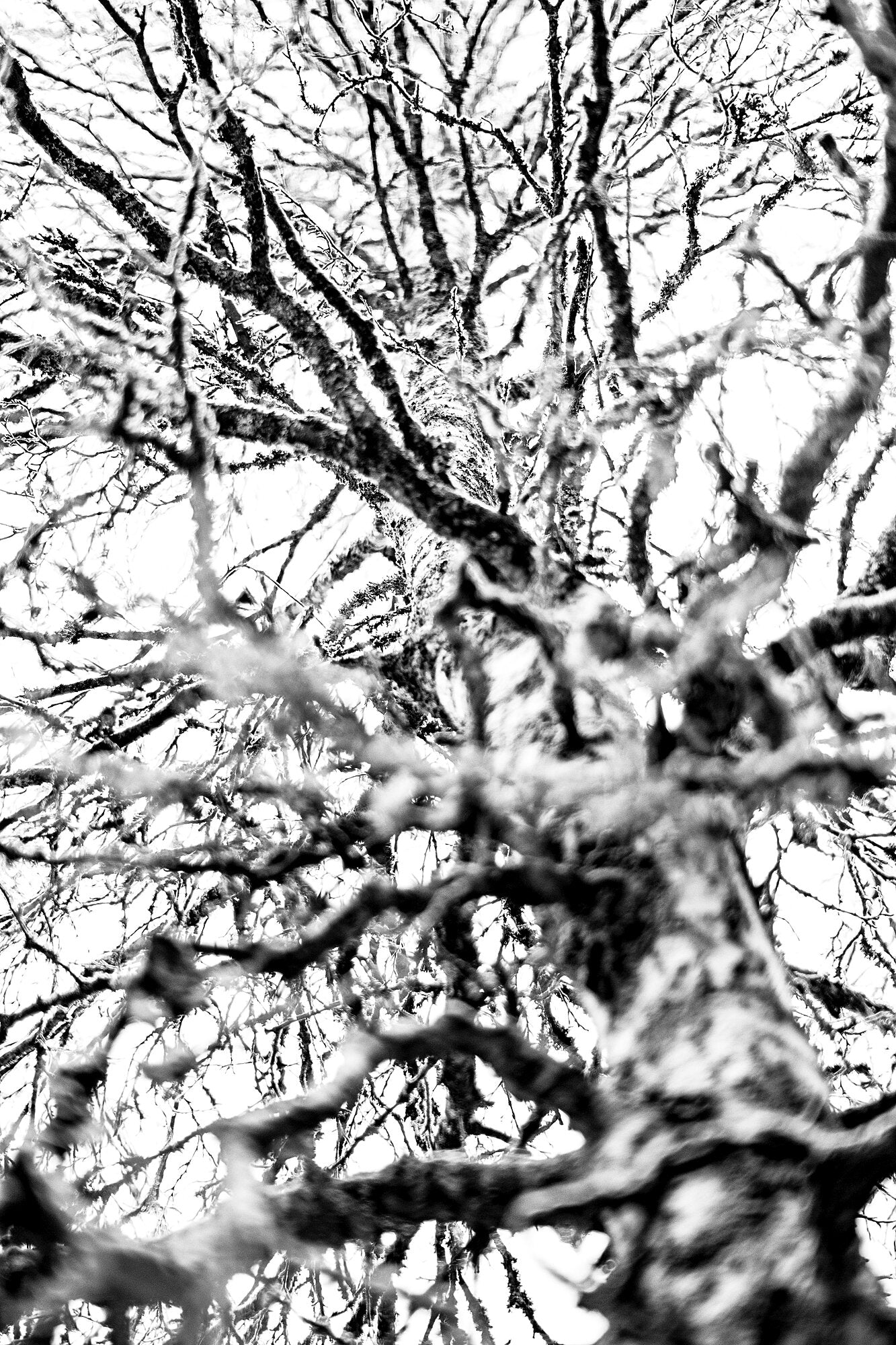 A black and white photograph of a large old birch tree, taken from below looking upwards during the leafless winter season; the image carries a graphic quality.